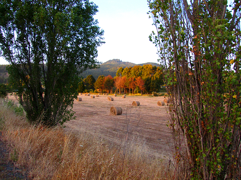 hay between poplars