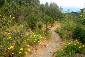 Hike a Trail